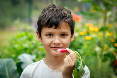A boy is showing one red and white long radish (French breakfast variety) freshly picked in the summer garden, flowers in the background.の写真素材