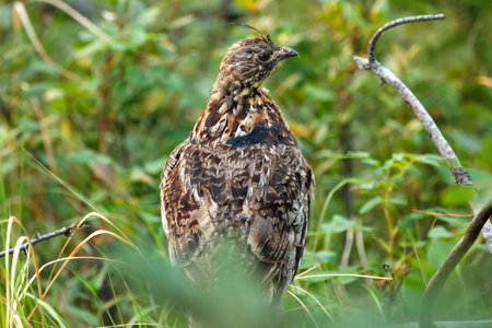 Female bird Ruffed grouse is standing alerted with raised crest on a log in the summer green forest in dense foliage.の写真素材