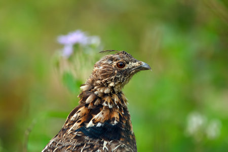 Female Ruffed grouse portrait among green grass and flowers in the summer forest with raised crest on the head.の写真素材