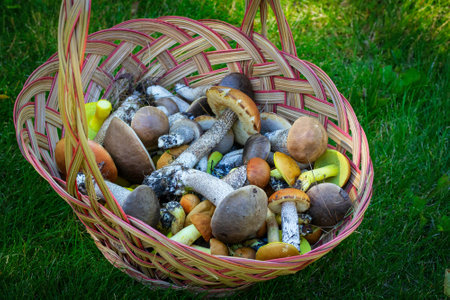 Brown wicker  basket full of yellow boletes (Hemileccinum subglabripes), birch boletes (Leccinum scabrum) and  orange-capped boletes (Leccinum aurantiacum) is on the forest ground in green grass.の写真素材