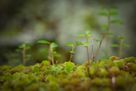 Cute little sprouts of bearberry branches, evergreen creeping shrub, are growing from green moss in the forest.の写真素材
