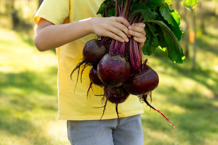 A gardener in yellow t-shirt is holding a bunch of large round red beets with foliage in the garden in the summer sun.の写真素材