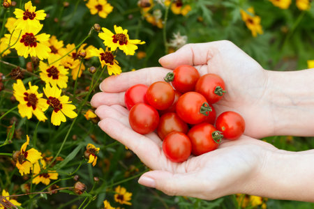 Handful of red cherry tomatoes in the garden newar yellow flowers of coreopsis.の写真素材