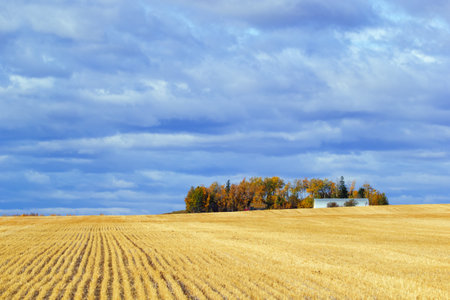 Late autumn scenic landscape in prairies - agricultural field with stabbles after wheat harvesting and a little farm around trees in the horizon, blue cloudy dramatic sky.の写真素材