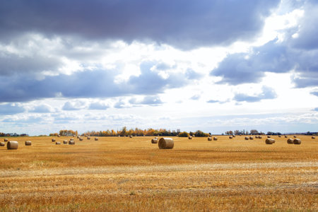 Countryside scenery in autumn with a big field of wheat after harvest and round bales on it, yellow...