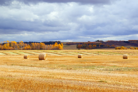Countryside scenery in autumn with a big field of wheat after harvest and round bales on it, yellow trees in the horizon an dramatic blue cloudy sky.の写真素材
