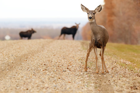 Mule deer is crossing the gravel country road along the field and the wood in the fall foliage, two...