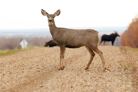 Mule deer is crossing the gravel country road along the field and the wood in the fall foliage, two mooses on the background.の写真素材