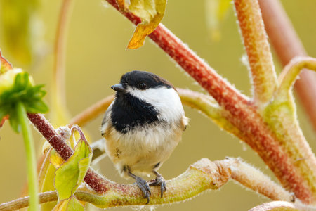 Cute little Black-caped chickadee is perched on the branch of sunflower in the garden and eating a seed in bright autumn day.の写真素材