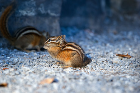Cute little creature Least chipmunk is looking for food in mountains among rocks in autumn.の写真素材