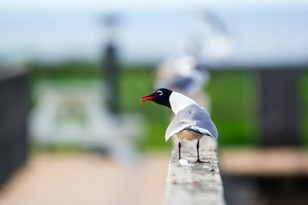 Adult Laughing gull is standing on the wooden fence of the pier near the water in summer.の写真素材