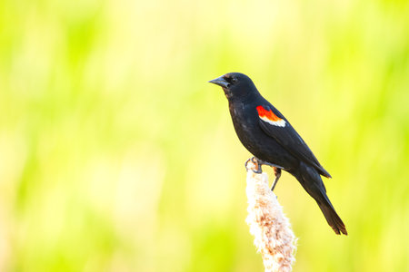 Male Red-winged blackbird with colourful wings sitting on a cattail head at the lake during migration season.の写真素材