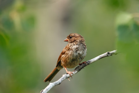 Juvenile Song sparrow is sitting on a branch in dense green foliage in summer forest.の写真素材