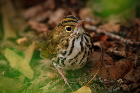 Cute Ovenbird with stripes and streaks on her feathers standing on the ground in dry leaves in the backyard.の写真素材