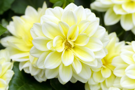 Beautiful yellow cluster of dwarf Dahlia flowers (Dalhietta Shirley variety) are growing in the summer garden.の写真素材