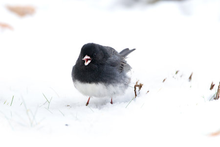 Cute little Dark-eyed junco in black and white plumage is foraging on the snowy ground in winter.の写真素材