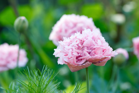Gorgeous and gentle bloom of pink pompom flowers of Peony-like poppies in the garden among green foliage.の写真素材