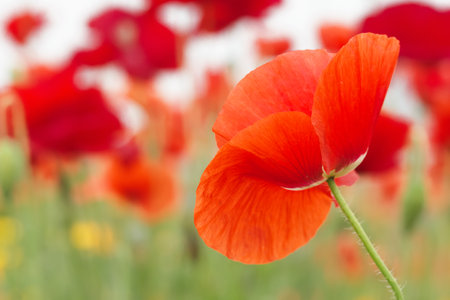 Beautiful field of wild red poppies with green background in summer warm day.の写真素材