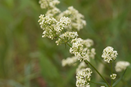 Cluster of white delicate tiny flowers of Galium boreale, or northern bedstraw, are blooming among...