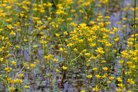 Bright yellow carpet of aquatic flowers of Small yellow crowfoot is blooming on the water surface in wetland in summer.の写真素材