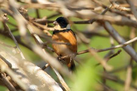 Cute little bird, male Cinnamon-rumped seedeater is sitting in jungles on a tree branch among dense...
