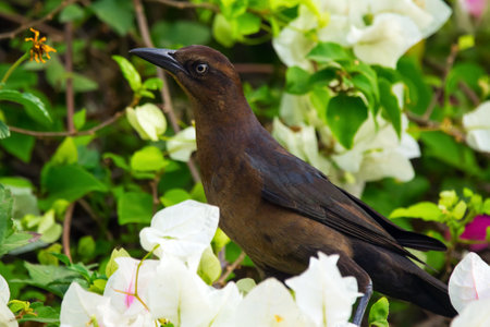 Female Great-tailed grackle perched on bougainvillea vines among white frowers and green foliage.の写真素材
