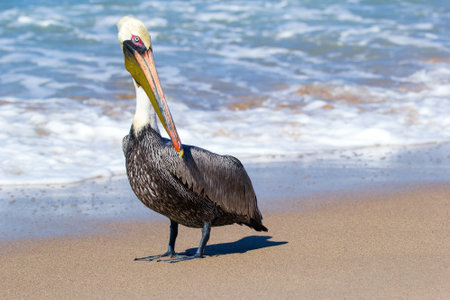 Cute and curious Brown pelican is standing on the golden sand at the ocean water edge on a bright sunny day.の写真素材