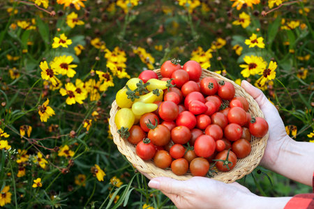 Female farmers hands are holding a wicker plate with red and yellow pear shaped cherry tomatoes, bright yellow Plains coreopsis in the background.の写真素材