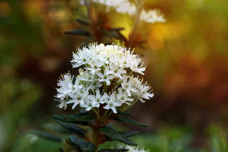 Beautiful white cluster of Labrador tea blossom, with green foliage is growing in the wood, warm...