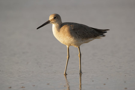 Single Willet bird is standing in water in golden hour time before sunset in warm light of the sun.の写真素材