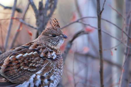 Female ruffed grouse in perfect comouflage is standing on the log among branches with red leaves in autumn forest.の写真素材