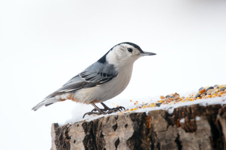 Cute bird White-breasted nuthatch is perched on a tree stump with seeds and snow in the winter park