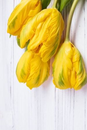 Bright festive spring banner for Mother's day or Women's day with large yellow tulips on the white wooden table.の写真素材