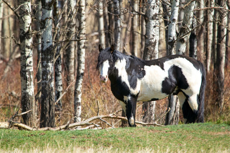 Mustang band stallion horse, black and white paint, with beautiful mane, grazing in the field at the forest in early spring.の写真素材