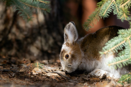 Cute fluffy Snowshoe hare in summer brown fur coat is sitting under the spruce tree in the spring...