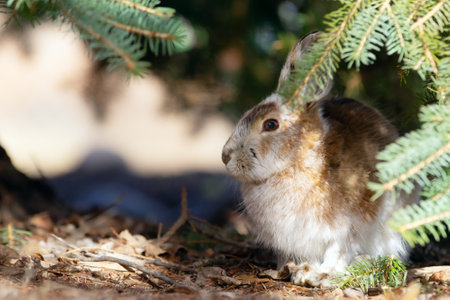 Fluffy Snowshoe hare in brown summer fur coat is sitting under spruce tree in sunny spring day.の写真素材