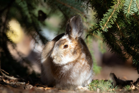Cute fluffy Snowshoe hare in brown summer fur coat is sitting in the garden under spruce tree in sunny spring day.の写真素材