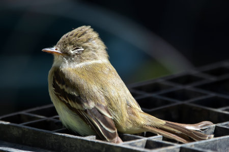 Cute little bird Least flycatcher is sitting on the garden box in the back yard in spring.の写真素材