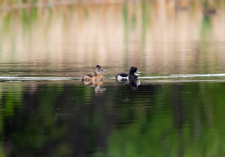 Couple of Ring-necked ducks is swimming on the water of the lake with reflection of yellow reeds and...