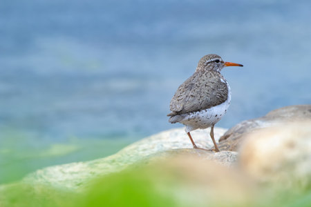 Bird Spotted sandpiper in breeding plumage is resting on a rock at the shore waters in spring.の写真素材