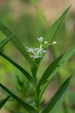 White wildflowers of Maianthemum racemosum (Treacleberry, False Solomon's seal, Solomon's plume or...