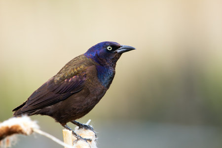 Male common grackle in bright blue and black breeding plumage is perched on a cattail in a wetland area.の写真素材