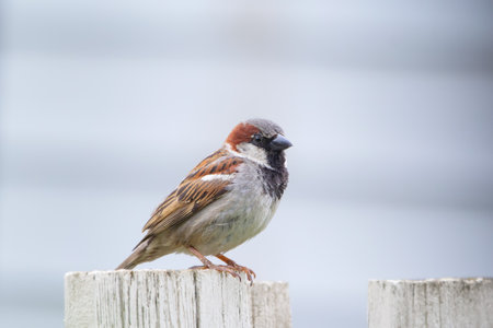 Cute little male House sparrow is perched on the wooden white fence in the garden.の写真素材