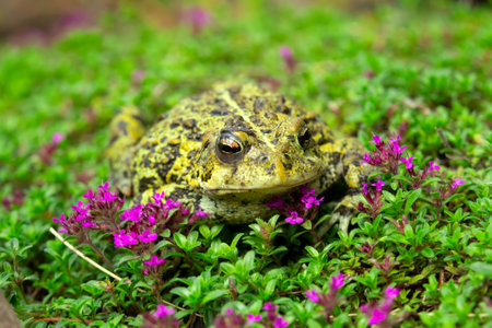 Boreal toad, subspecies of the Western toad (Anaxyrus boreas), is sitting in the blooming thyme with purple flowers in a summer garden.の写真素材