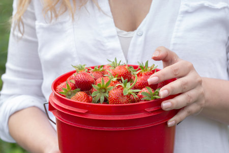 Female in white shirt is holding a red pail with ripe organic strawberries in summer garden.の写真素材