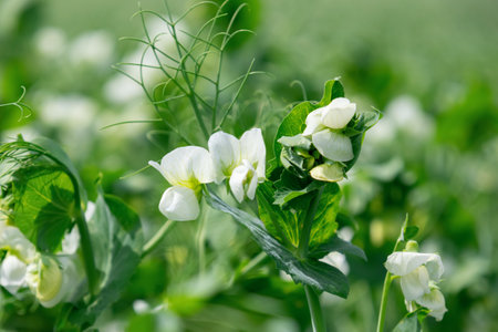 Agricultural green field of peas plants blooming with white flowers in summer. Textured background.