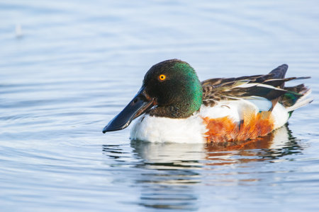 Male duck Northern Shoveler in bright breeding plumage is swimming in calm lake waters.の写真素材