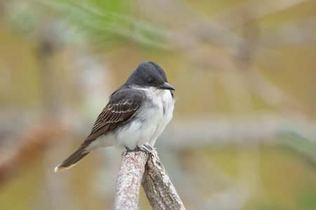 Eastern kingbird is perched on a dry dead tree branch in autumn park on warm background.の写真素材