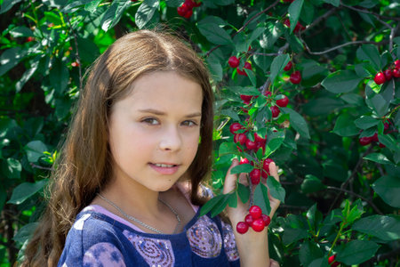 Real people, country girl with long hair among branches with green leaves and many red sour cherries in summer orchard.の写真素材