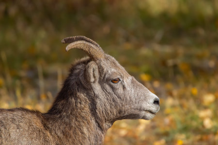 Portrait of female Bighorn sheep with horns in Rocky mountains, yellow fall leaf colors in the background.の写真素材